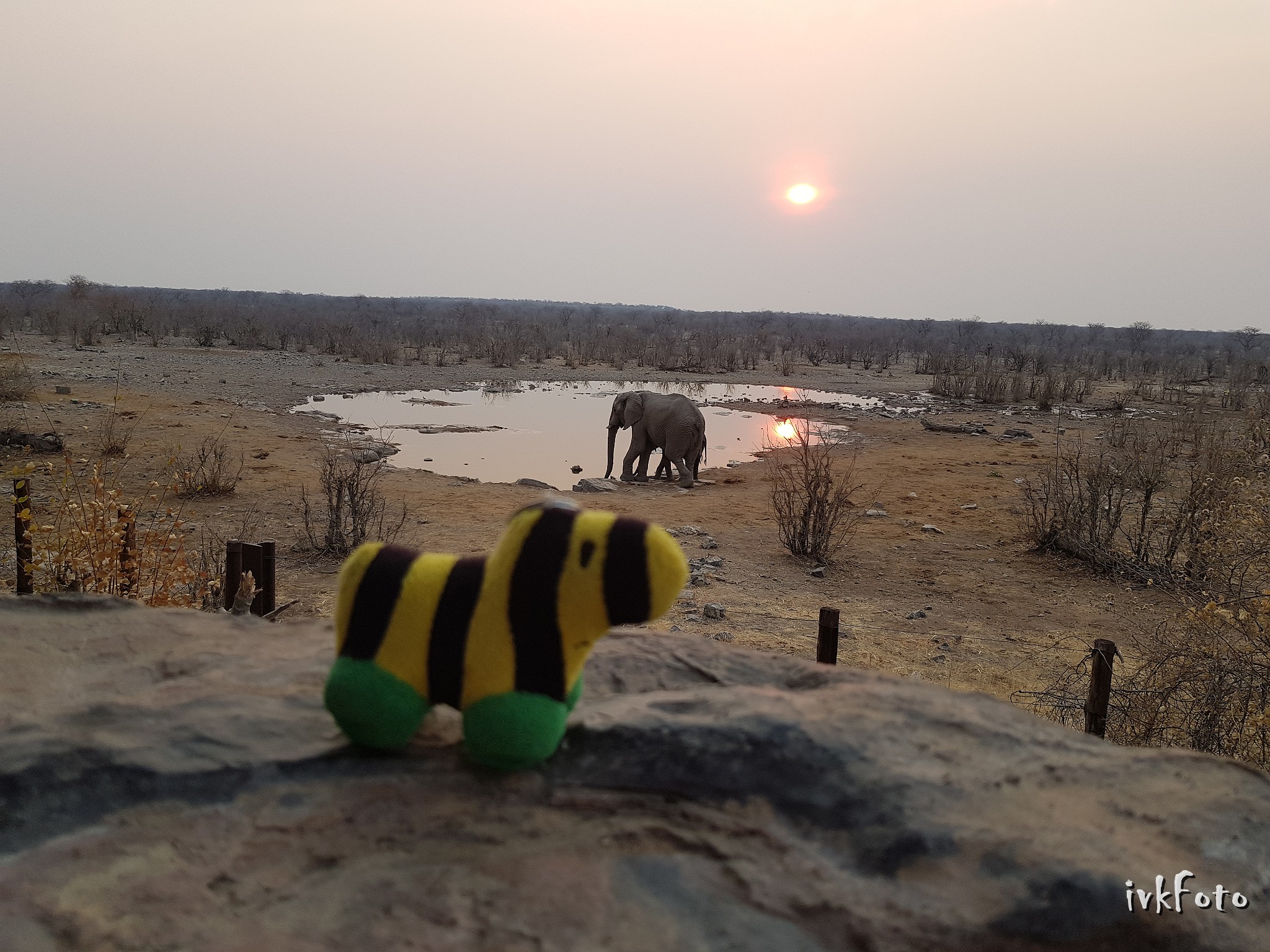 2018 Namibia Busch